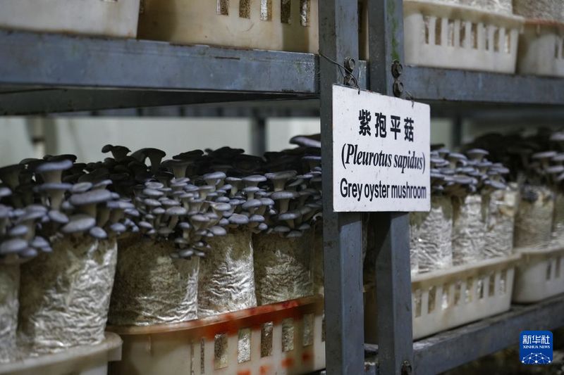 中国向斐济派遣菌草技术示范中心专家组2.jpg